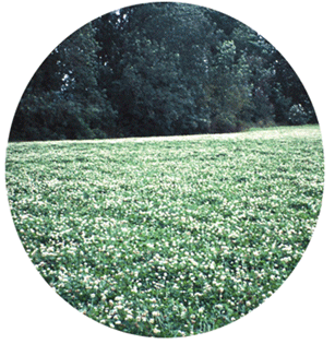 White (Ladino) Clover