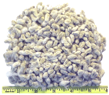 Whole Cottonseed