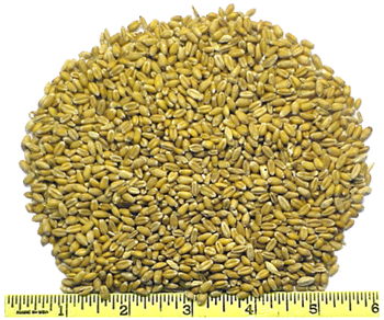 Whole Wheat