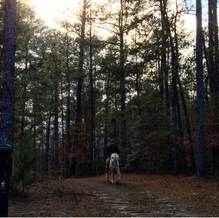 Horse and rider in the woods