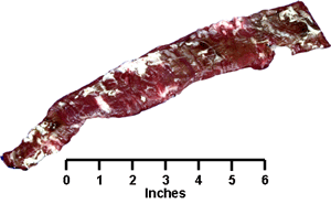 Plate Skirt Steak