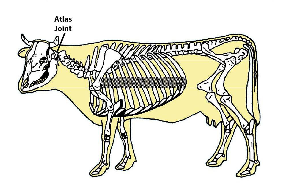 Atlas Joint