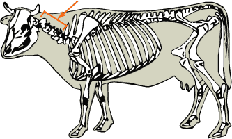 Cervical Vertebrae