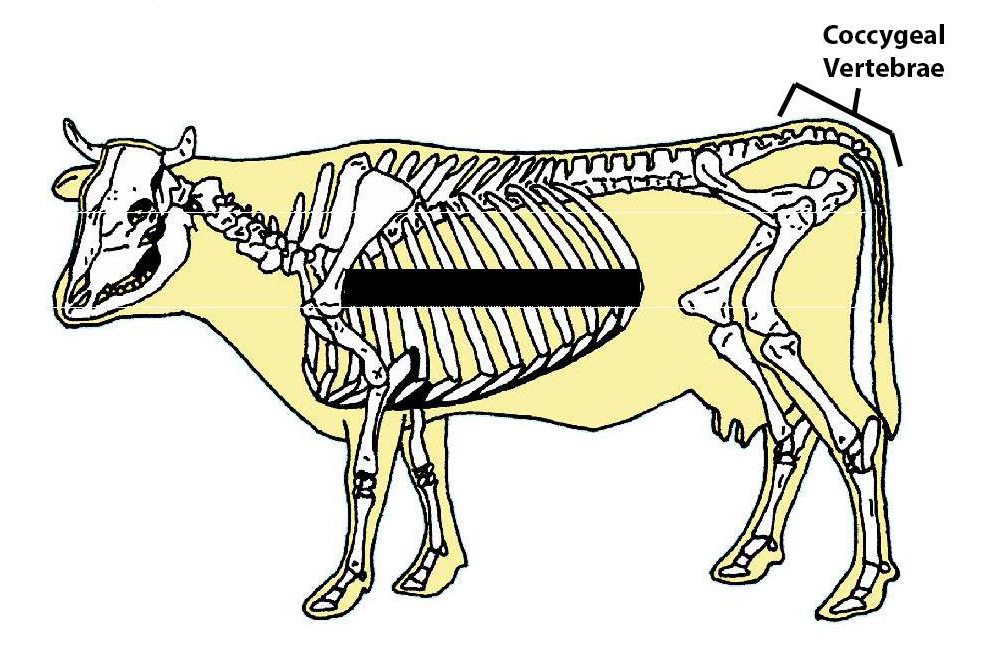 Coccygeal Vertebrae