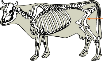 Femur