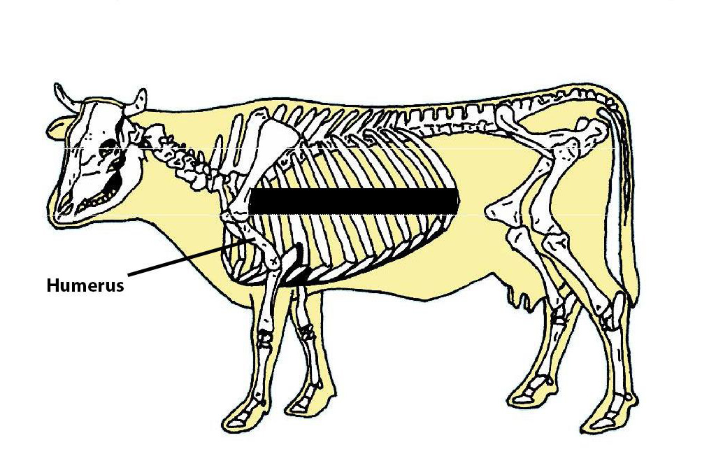Humerus