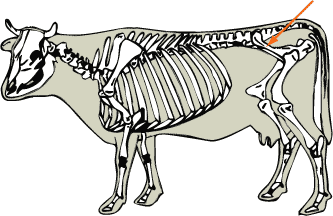 Ilium