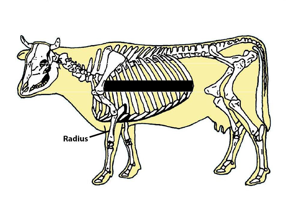 Radius