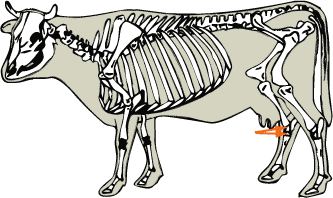Tarsal Bones