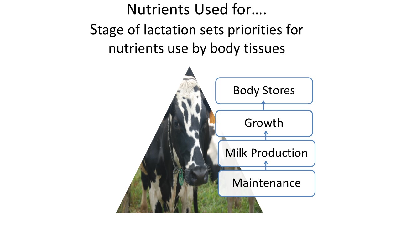 Stage of lactation sets priorities for use of nutrients by body tissues.