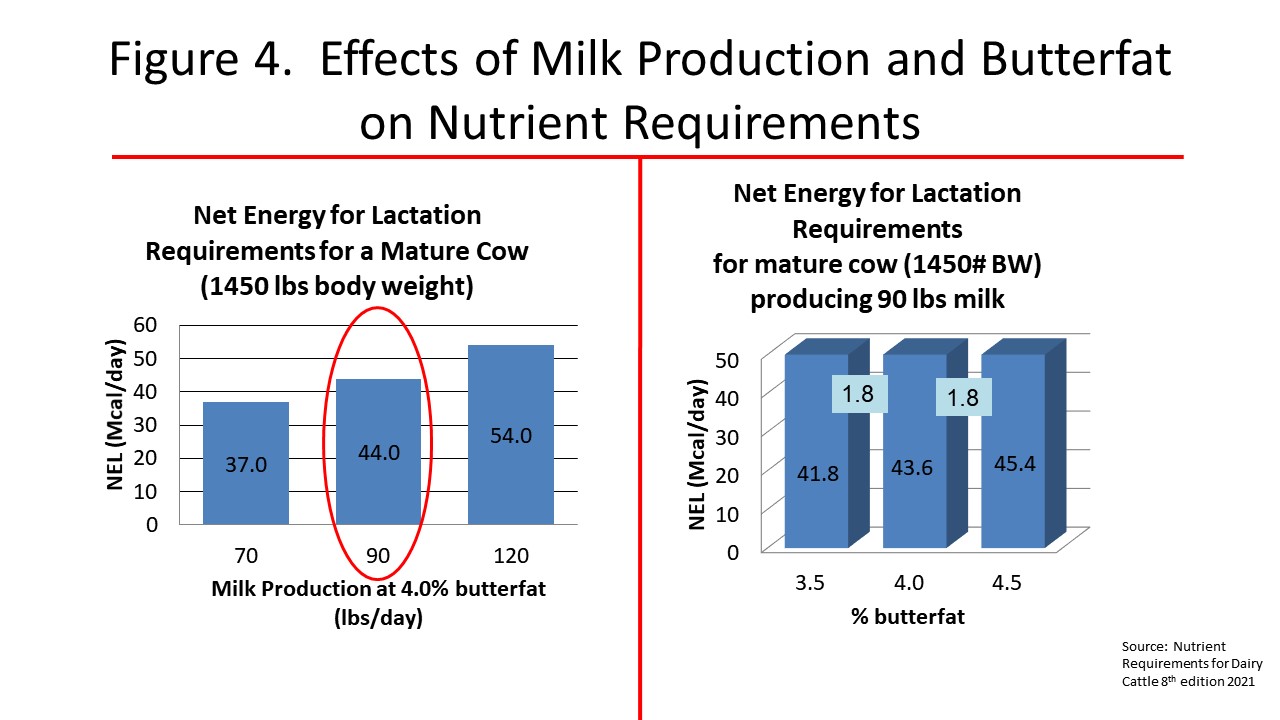 Effects of milk production and butterfat content on nutrient requirements of a mature cow