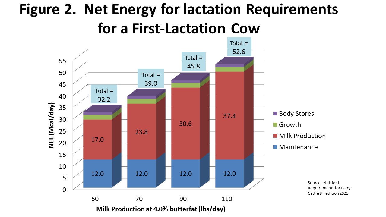 Net Energy of Lactation requirements for a First-Lactation Cow