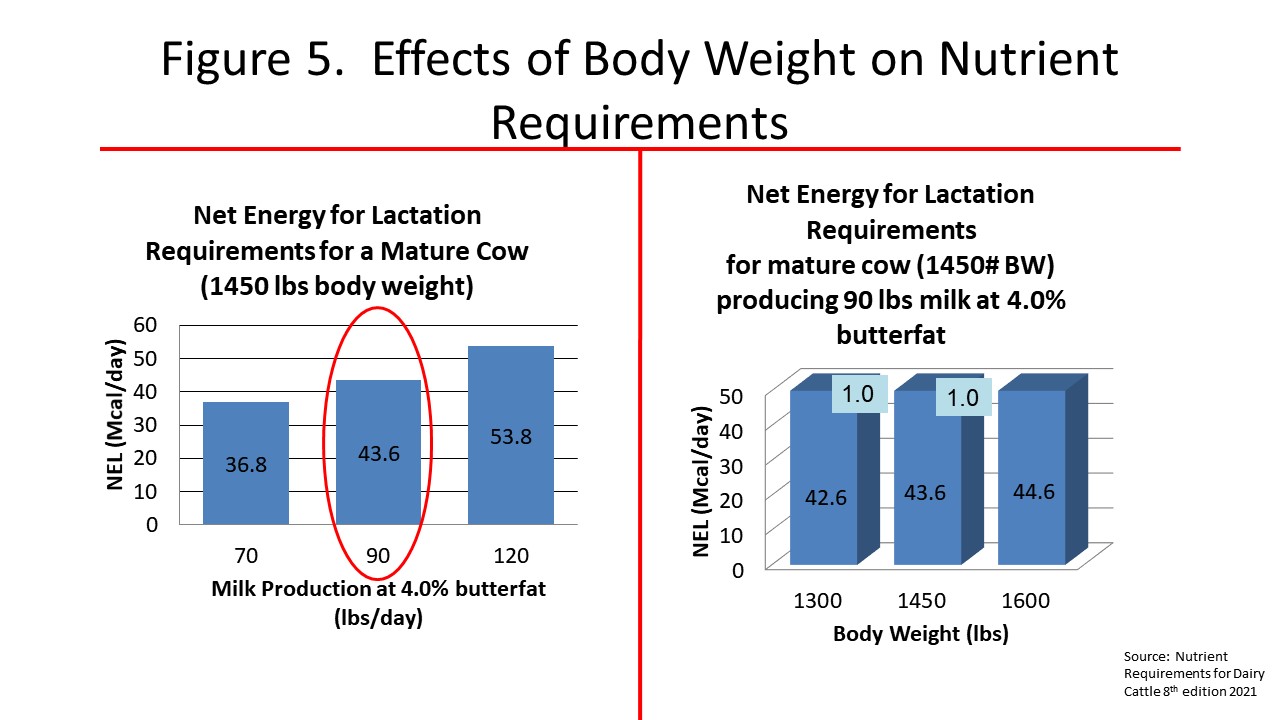 Effect of body weight on nutrient requirements of a mature cow.