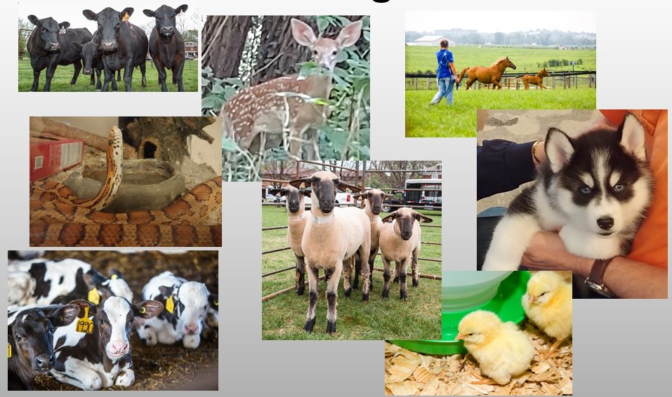 Pre-veterinary advising program animal collage picture