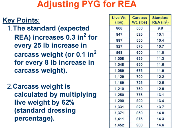 Adjusting PYG for REA Key Points