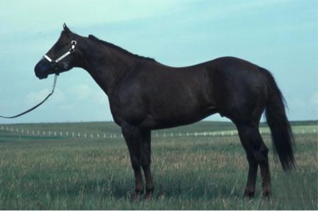 Brown Horse Standing In Front Of A Field Background, Quarter Horse