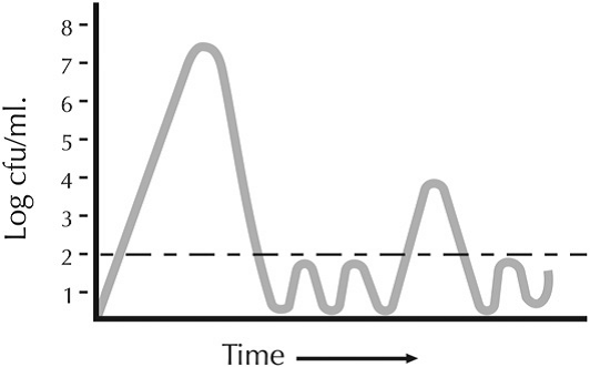 Bacterial Shedding Pattern From a Chronic Mastitis Cow