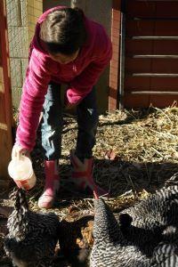 Girl Feeding a Backyard Chicken Flock