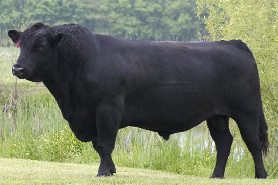 Angus Bull