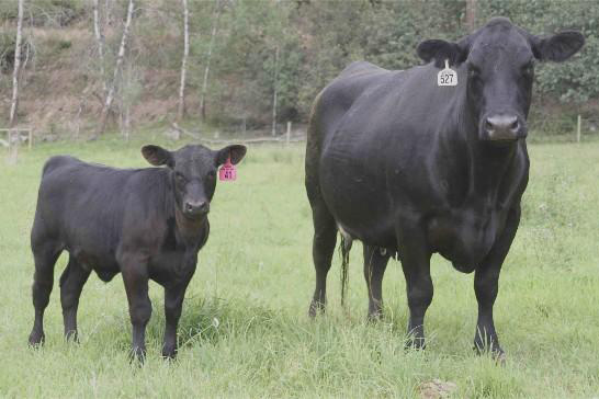Angus Cow