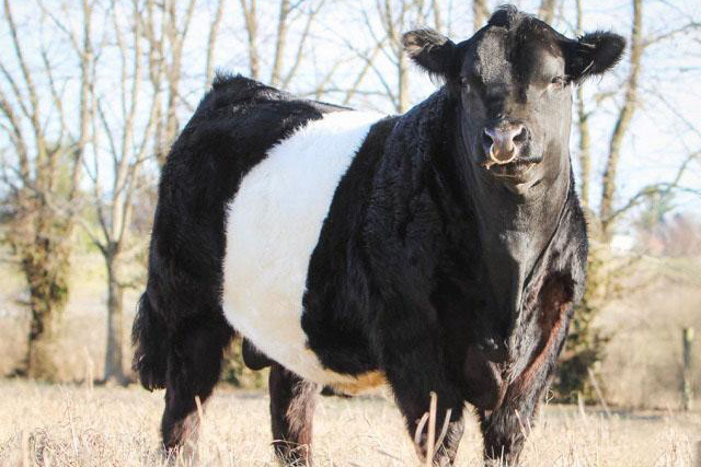 Belted Galloway Bull