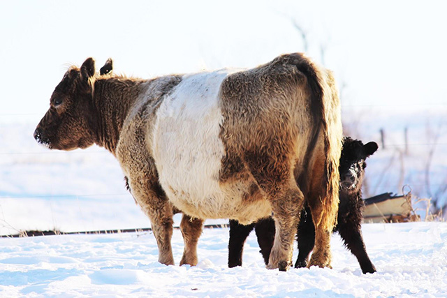 Belted Galloway Cow