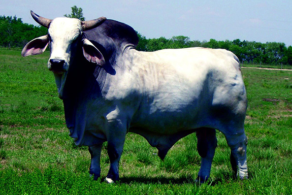 Brahman Bull
