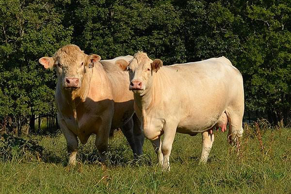 Charolais