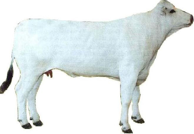Chianina Cow