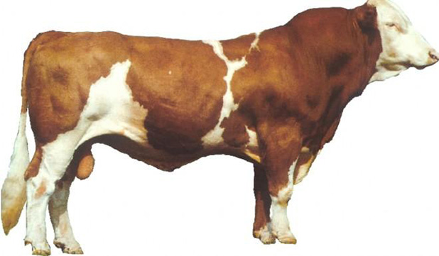 Fleckvieh Bull