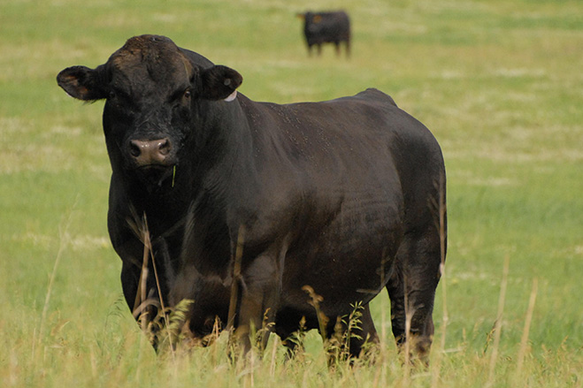 Gelbvieh Bull