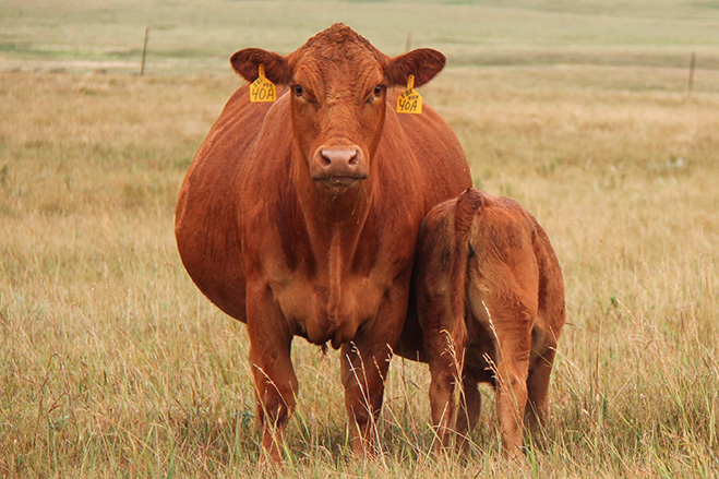 Gelbvieh Cow