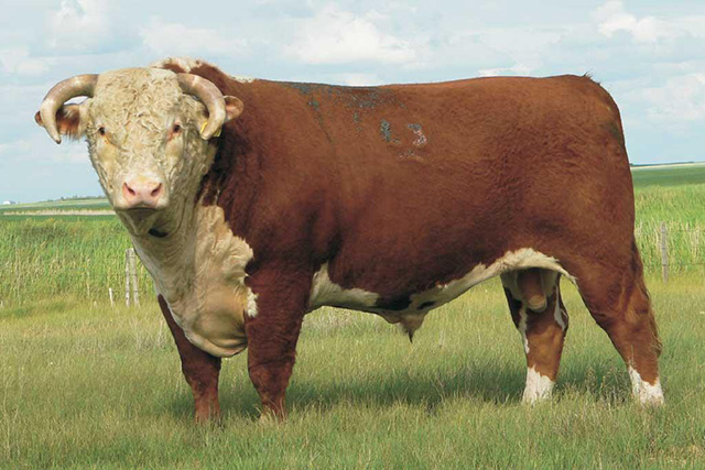 Hereford Bull