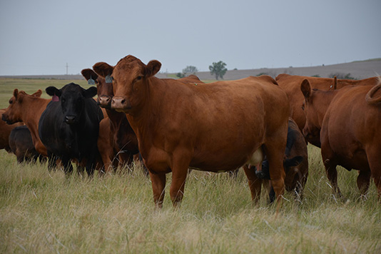 Limousin Cow