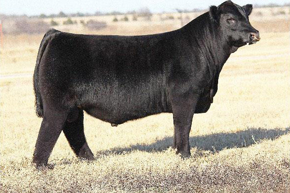 Maine Anjou Bull