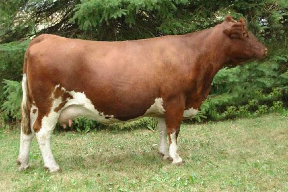 Maine Anjou Cow