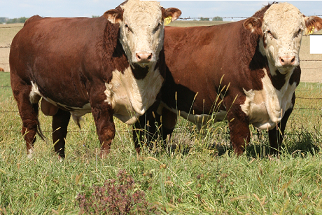 Polled Hereford