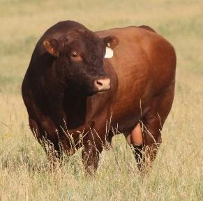 Red Angus Bull