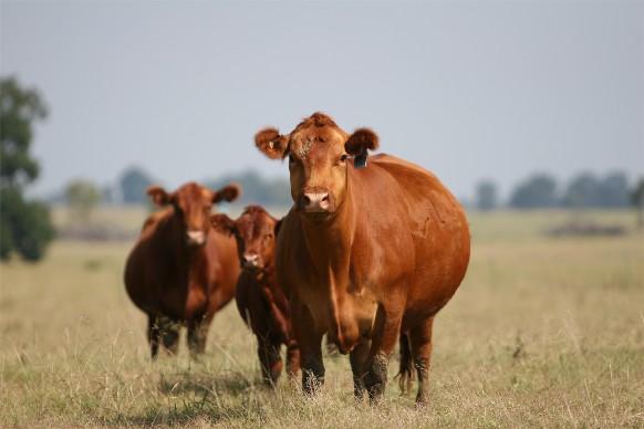Red Angus Cow
