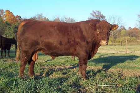 Red Poll Bull