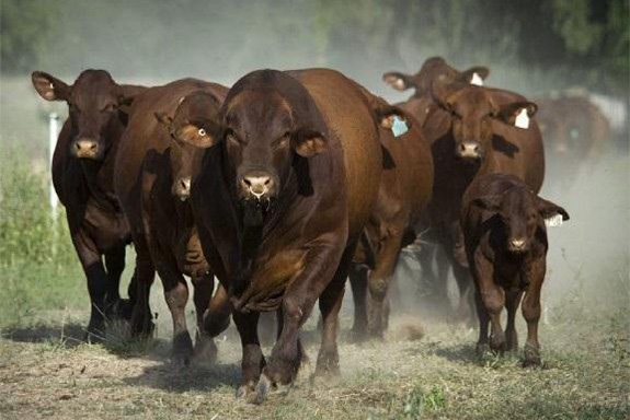 Santa Gertrudis Bull