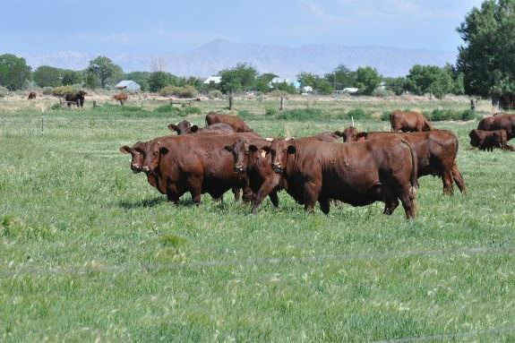 Santa Gertrudis Cow