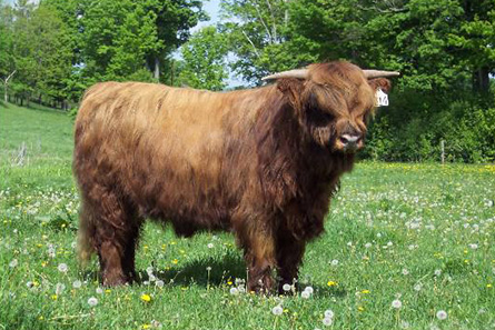 Scottish Highland Bull
