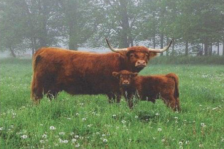 Scottish Highland Cow