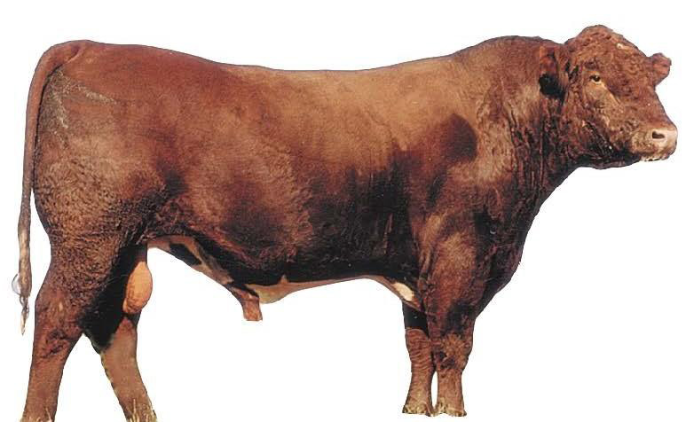 Shorthorn Bull