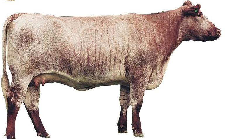 Shorthorn Cow