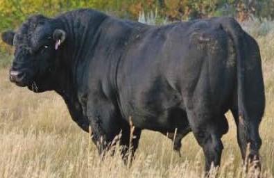 Simmental Bull