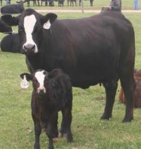 Simmental Cow