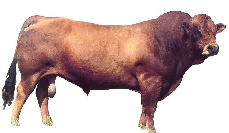 Tarentaise Bull