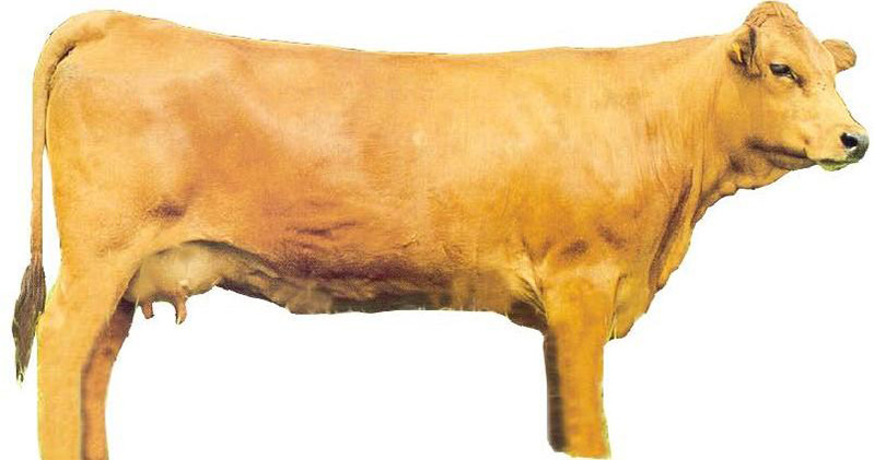 Tarentaise Cow